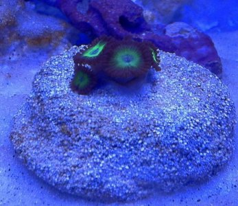 Zoas - stock plus actinics.jpg