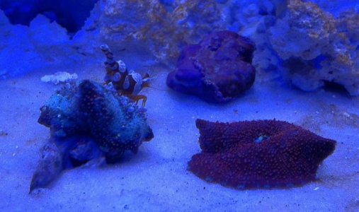 Mushrooms & Sexy Shrimp - stock plus actinics.jpg