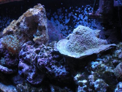 cup coral1 002.jpg