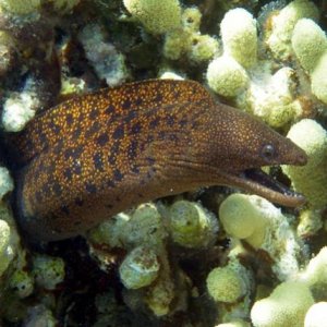 Abbott Moray from internet.jpg