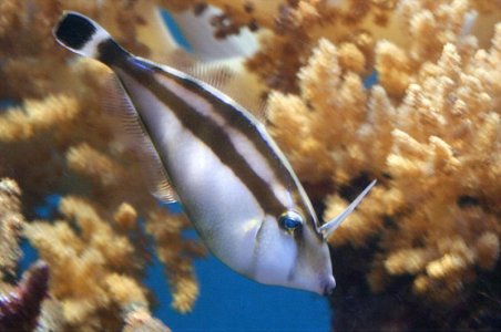 Pseudalutarius nasicornis3.jpg