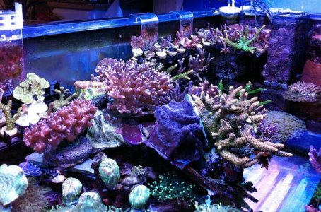 00 Coral Island s.jpg