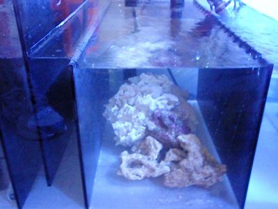 Refugium Chamber.jpg