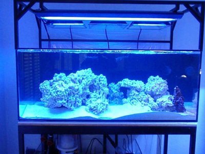 Tank with T5 only.jpg