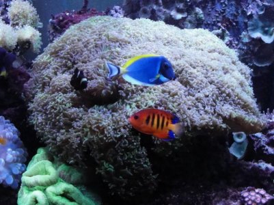 01_24_12 Corals (1).jpg