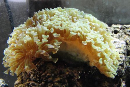 corlals 8_17 (4).jpg