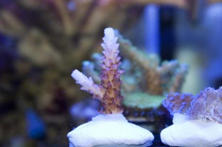 unknown acro.jpg