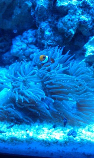 Elegance_Clownfish.1-24-2012.jpg