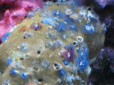 reef tank 007.jpg