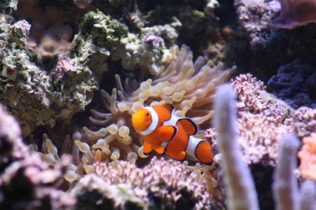 Nemo3A.jpg