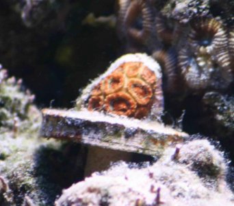 Coralfrag.jpg