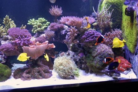fishtank09 006.jpg