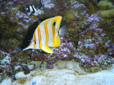 2009_1019Tank0001.jpg