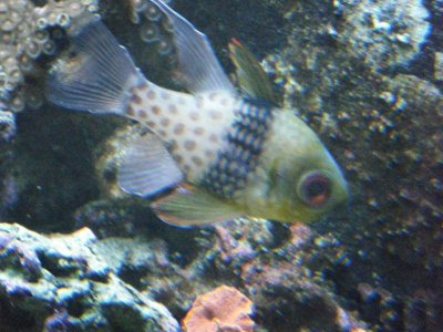 2009_1019Tank0009.jpg