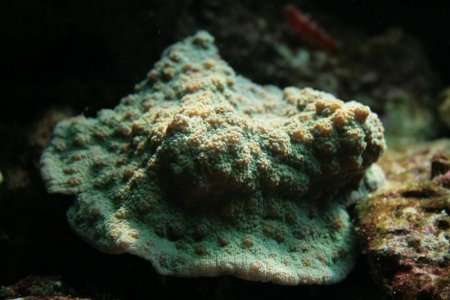 Echinopora_lamelosa.jpg