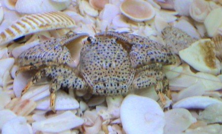 porcelain crabs.jpg