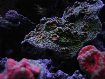nano 9-29-09 413.jpg