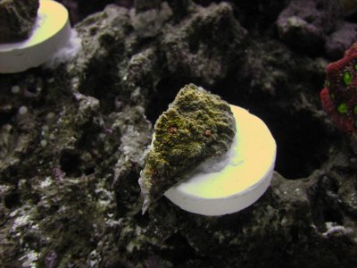 nano 9-29-09 385.jpg