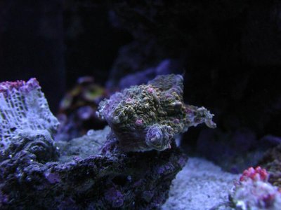 nano 9-29-09 403.jpg