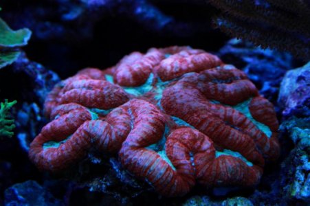 Brain Coral.jpg