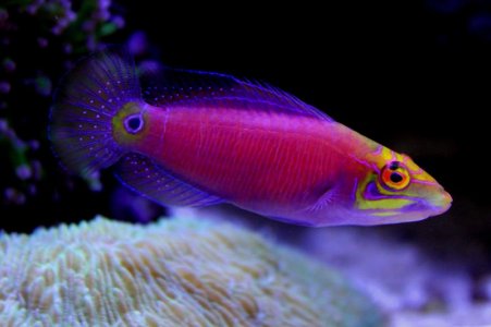Mystery Wrasse 2010.jpg
