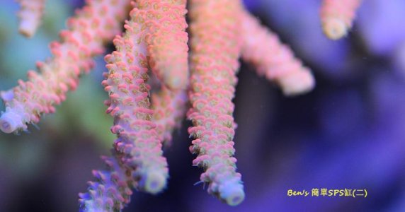 gallery_776_67_21629.jpg