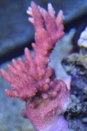 DSC_0102.jpg