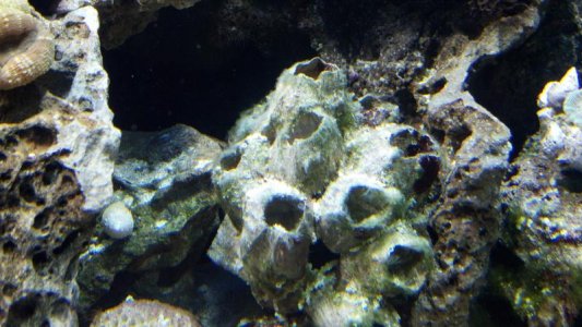 Barnacle Day 2.jpg
