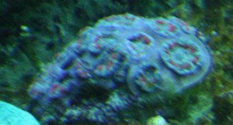 acan frag.jpg