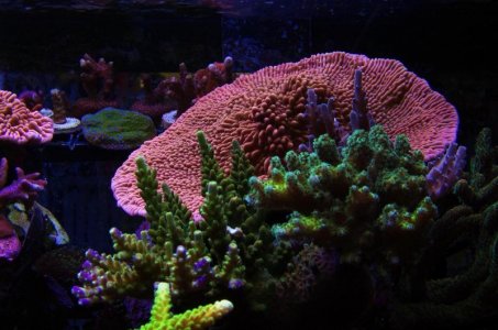 Pink-Orange Monti sp B m.jpg