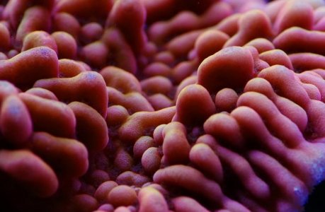 Pink-Orange Monti sp A m.jpg