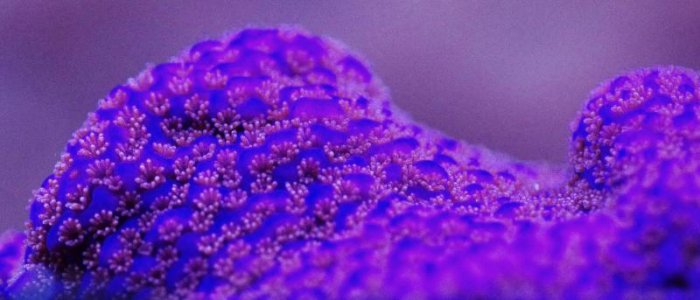 Blue-Purplre M cap B m 3.jpg