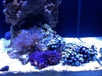 ImageUploadedByTapatalk HD1329436235.337329.jpg