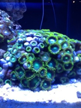 ImageUploadedByTapatalk HD1329443793.303356.jpg