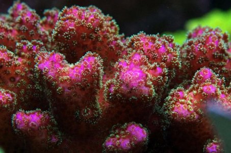 Pink-Green Pocillopora.jpg