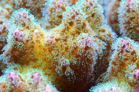 Yellow-Green Pocillopora.jpg