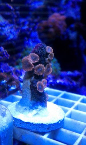 IMAG0416.jpg