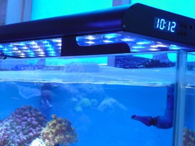 aquarium light supported by legs on the tank (3).jpg