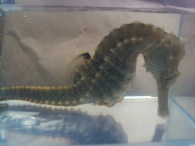 Unkown_Seahorse.jpg