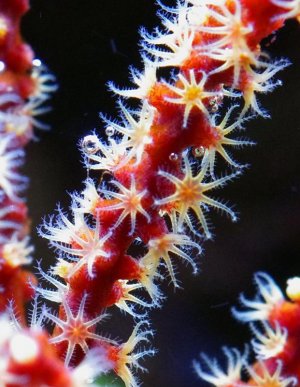 Red Gorgonia.jpg