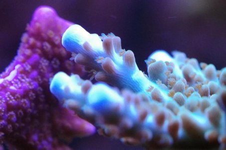 M. digi - Acropora sp 01.jpg