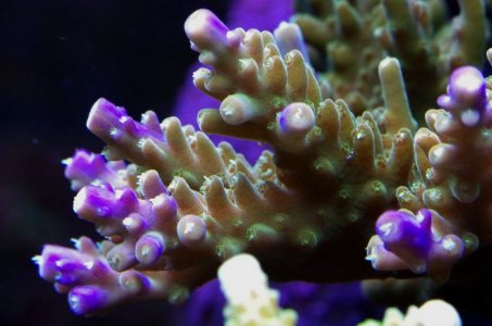 Acropora sp 03.jpg