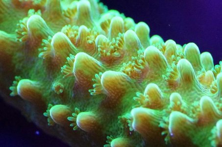 Acropora green slimmer 02 m.jpg