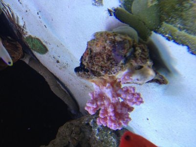 carnation pink resize.1.jpg