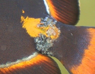 ImageUploadedByTapatalk1330057748.975111.jpg