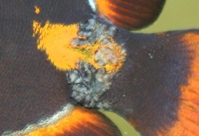 ImageUploadedByTapatalk1330057759.040213.jpg