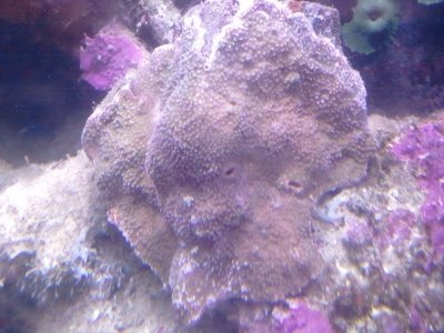 Superman Montipora.jpg