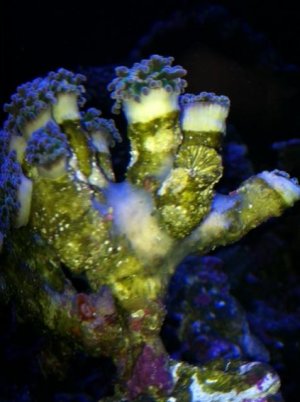 sponge12.jpg