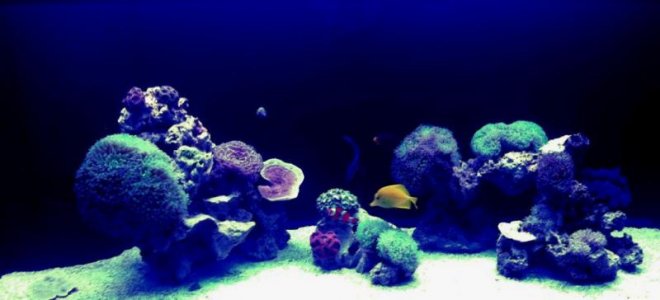 Reef.JPG.jpg