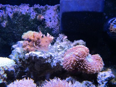 algae 001.jpg